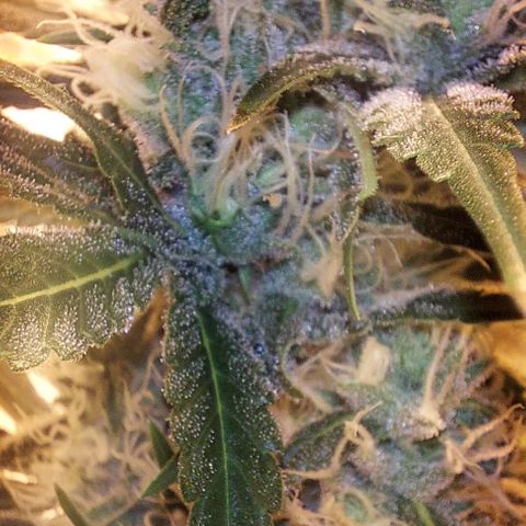Northern Lights (free seed) growlog timeline photo