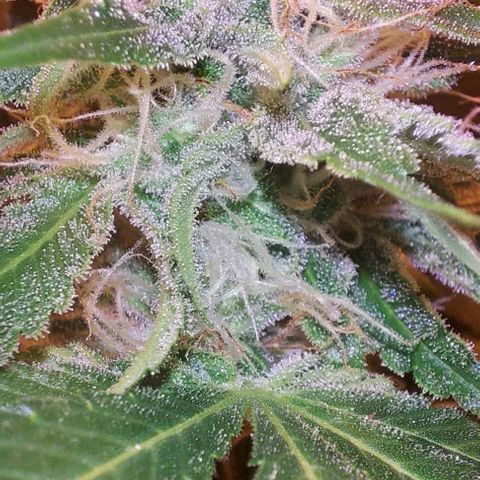 Northern Lights (free seed) growlog timeline photo
