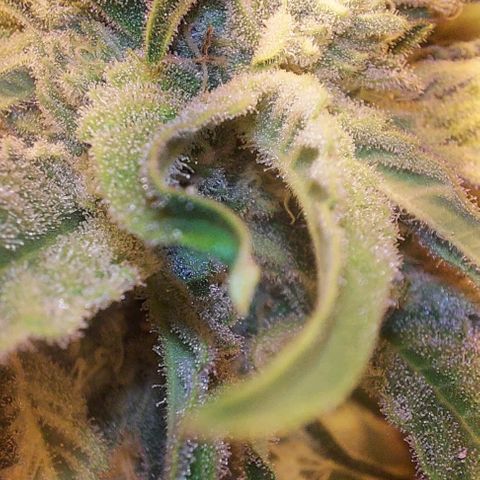 Northern Lights (free seed) growlog timeline photo