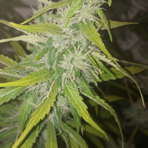 Northern Lights (free seed) growlog timeline photo