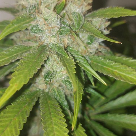 Northern Lights (free seed) growlog timeline photo