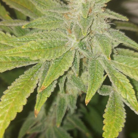 Northern Lights (free seed) growlog timeline photo