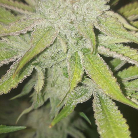 Northern Lights (free seed) growlog timeline photo