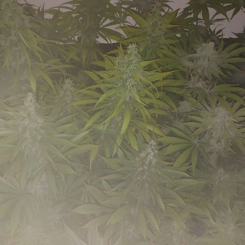 Northern Lights (free seed) growlog timeline photo