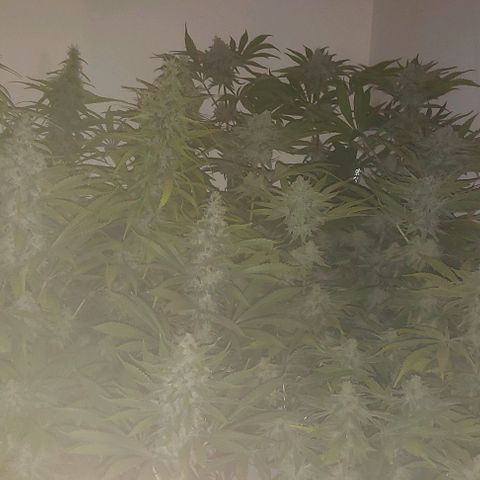 Northern Lights (free seed) growlog timeline photo