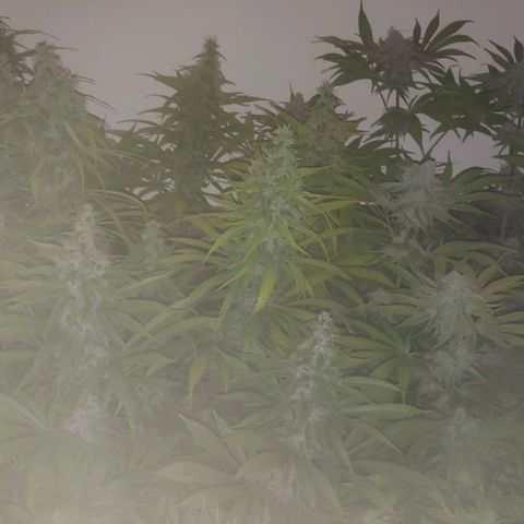 Northern Lights (free seed) growlog timeline photo