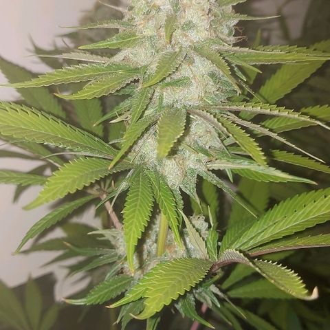 Northern Lights (free seed) growlog timeline photo