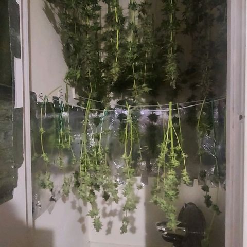 Northern Lights (free seed) growlog photo: bottom 2 strings is rainbow glue.
front top 2 is northern lights
middle 2 lines is criminal+ 
back 2 rows is banana kush. 
