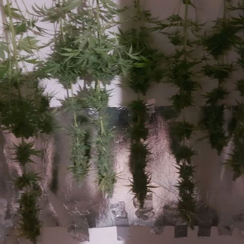 Northern Lights (free seed) growlog photo: bottom 2 strings is rainbow glue.
front top 2 is northern lights
middle 2 lines is criminal+ 
back 2 rows is banana kush. 
