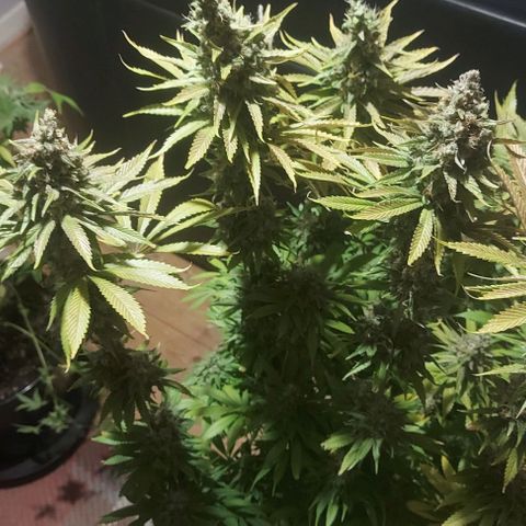 Northern Lights (free seed) growlog photo: bottom 2 strings is rainbow glue.
front top 2 is northern lights
middle 2 lines is criminal+ 
back 2 rows is banana kush. 