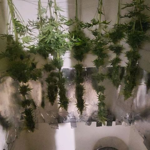 Northern Lights (free seed) growlog photo: bottom 2 strings is rainbow glue.
front top 2 is northern lights
middle 2 lines is criminal+ 
back 2 rows is banana kush. 