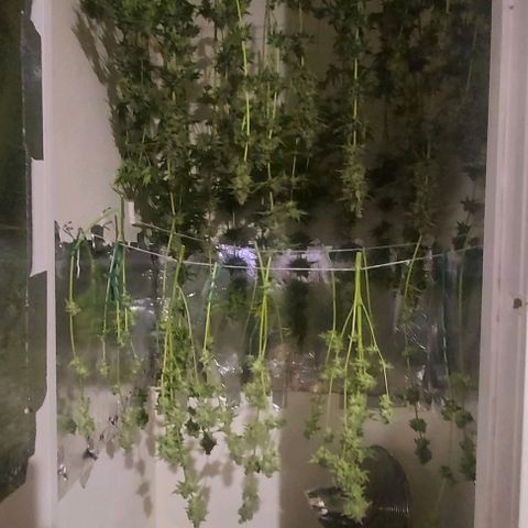 Northern Lights (free seed) growlog photo: bottom 2 strings is rainbow glue.
front top 2 is northern lights
middle 2 lines is criminal+ 
back 2 rows is banana kush. 