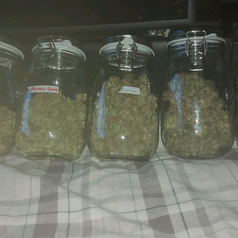 Northern Lights (free seed) growlog timeline photo