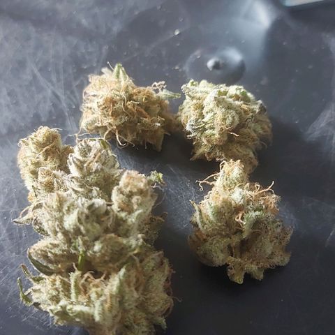Northern Lights (free seed) growlog timeline photo