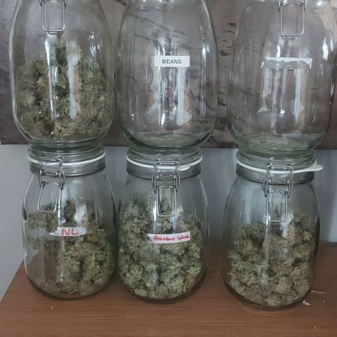 Northern Lights (free seed) growlog timeline photo