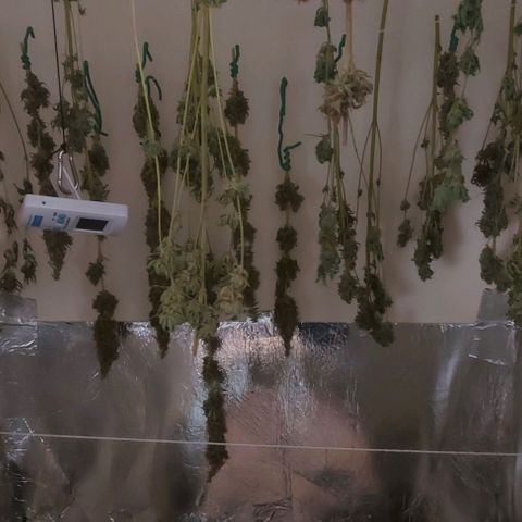 Northern Lights (free seed) growlog timeline photo