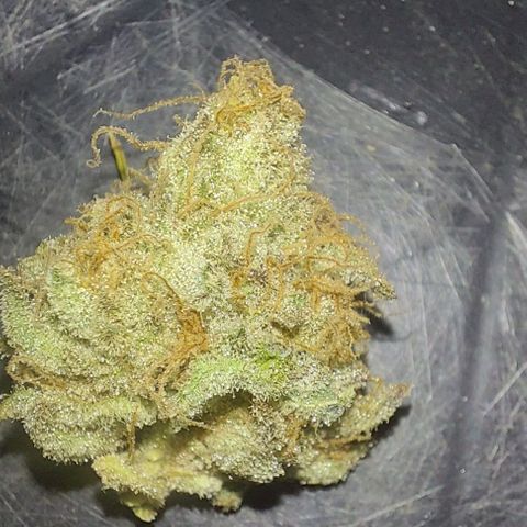 Northern Lights (free seed) growlog timeline photo