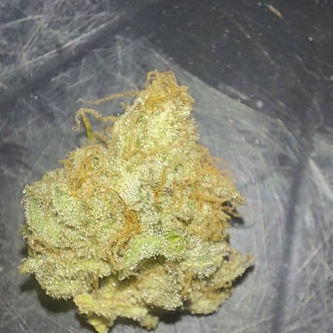 Northern Lights (free seed) growlog timeline photo