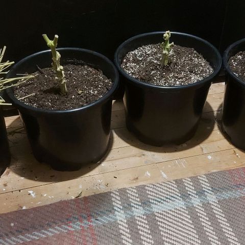 Northern Lights (free seed) growlog timeline photo
