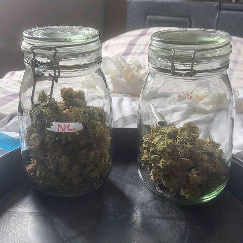 Northern Lights (free seed) growlog timeline photo