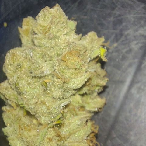 Northern Lights (free seed) growlog timeline photo