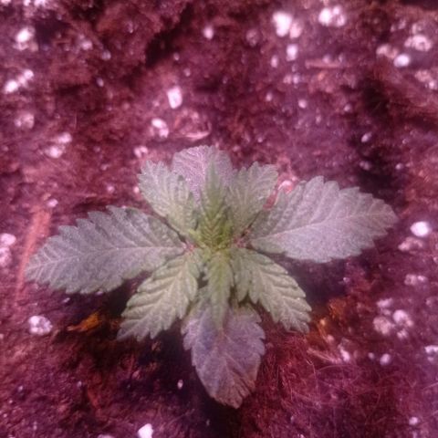 Bella growlog timeline photo