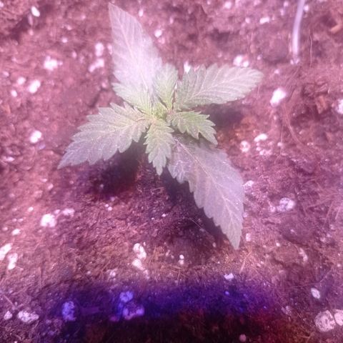 Bella growlog timeline photo