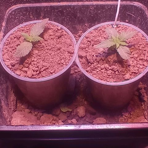 Bella growlog timeline photo