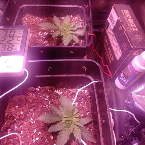 Bella growlog timeline photo