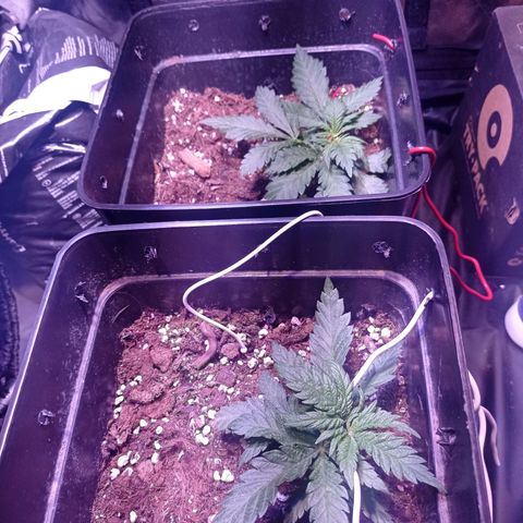 Bella growlog timeline photo