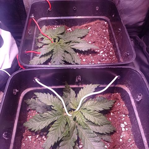 Bella growlog timeline photo