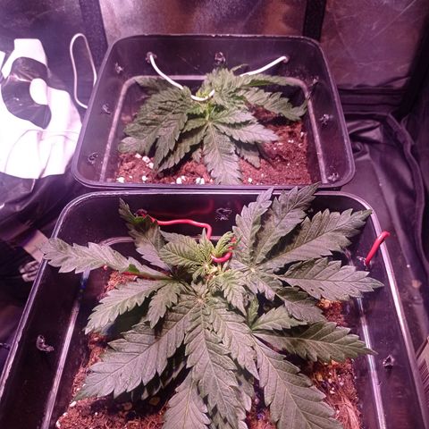 Bella growlog timeline photo