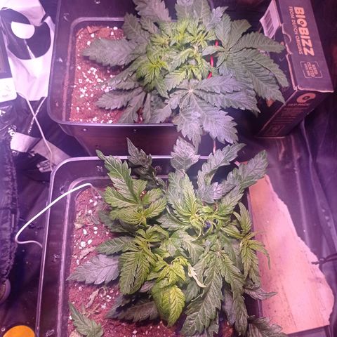 Bella growlog timeline photo