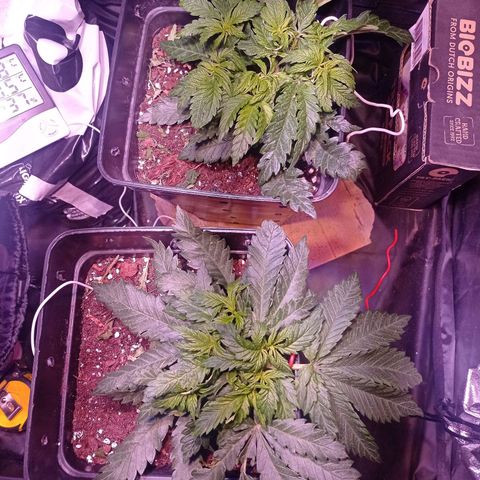 Bella growlog timeline photo
