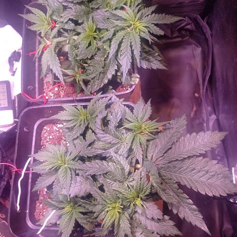 Bella growlog timeline photo