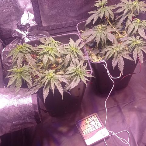 Bella growlog timeline photo