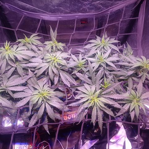 Bella growlog timeline photo