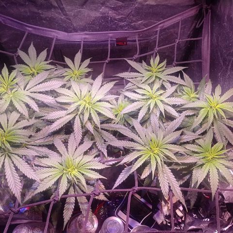 Bella growlog timeline photo