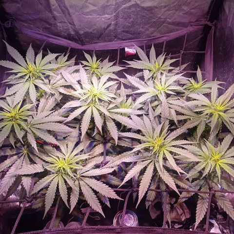 Bella growlog timeline photo
