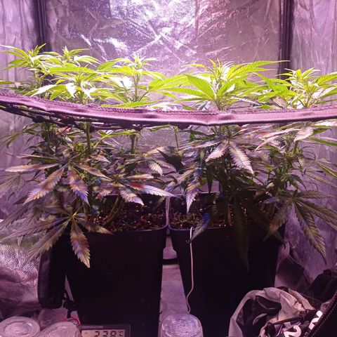 Bella growlog timeline photo