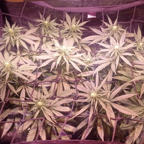 Bella growlog timeline photo