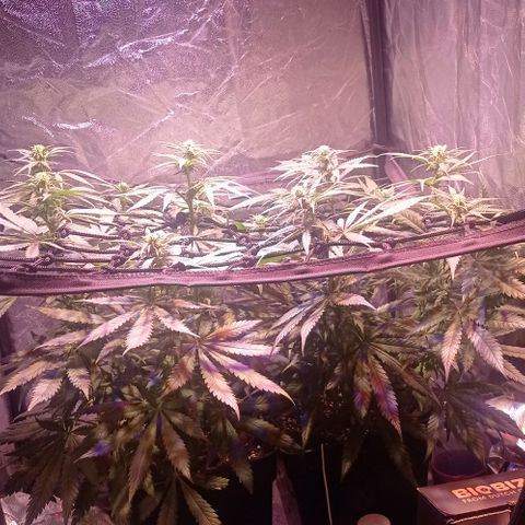 Bella growlog timeline photo
