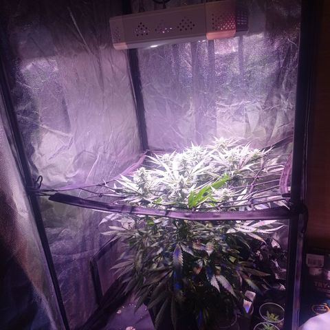 Bella growlog timeline photo