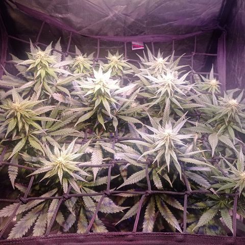 Bella growlog timeline photo