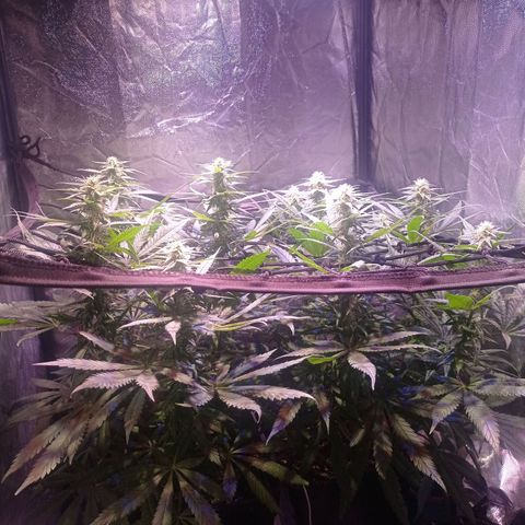 Bella growlog timeline photo