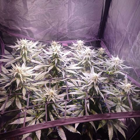 Bella growlog timeline photo