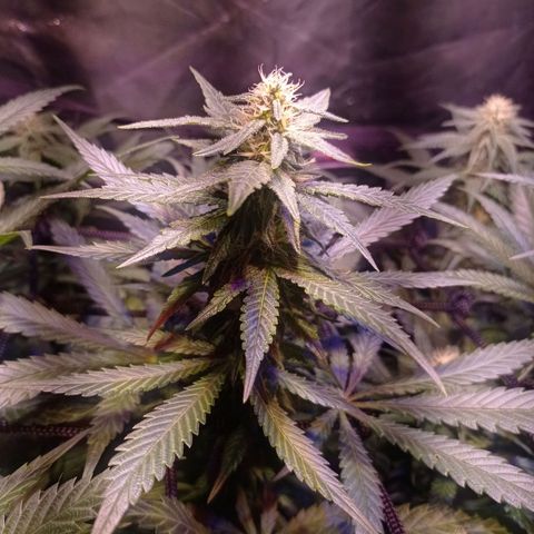 Bella growlog timeline photo