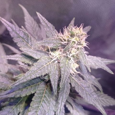 Bella growlog timeline photo