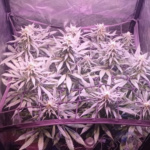 Bella growlog timeline photo