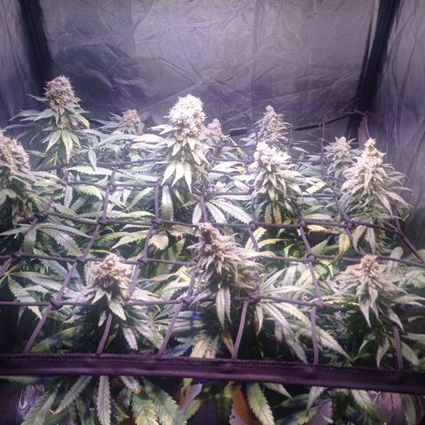 Bella growlog timeline photo